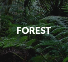 Forests