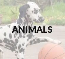 Animals