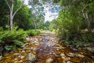 Knysna Jubilee Creek - Goudveld