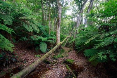 Knysna Valley of the ferns