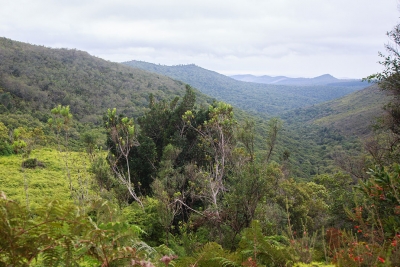 Knysna Diepwalle